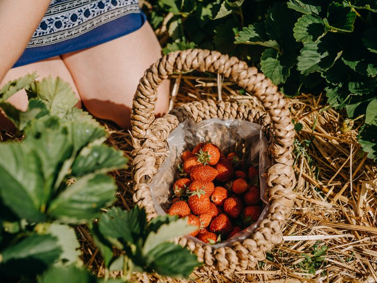 Person sitzt zwischen den Erdbeerreihen auf Feld im Stroh und pflückt Erdbeeren in Weidenkorb, der vor ihr steht, Ausschnitt Oberschenkel, Korb, Pflanzen, Stroh