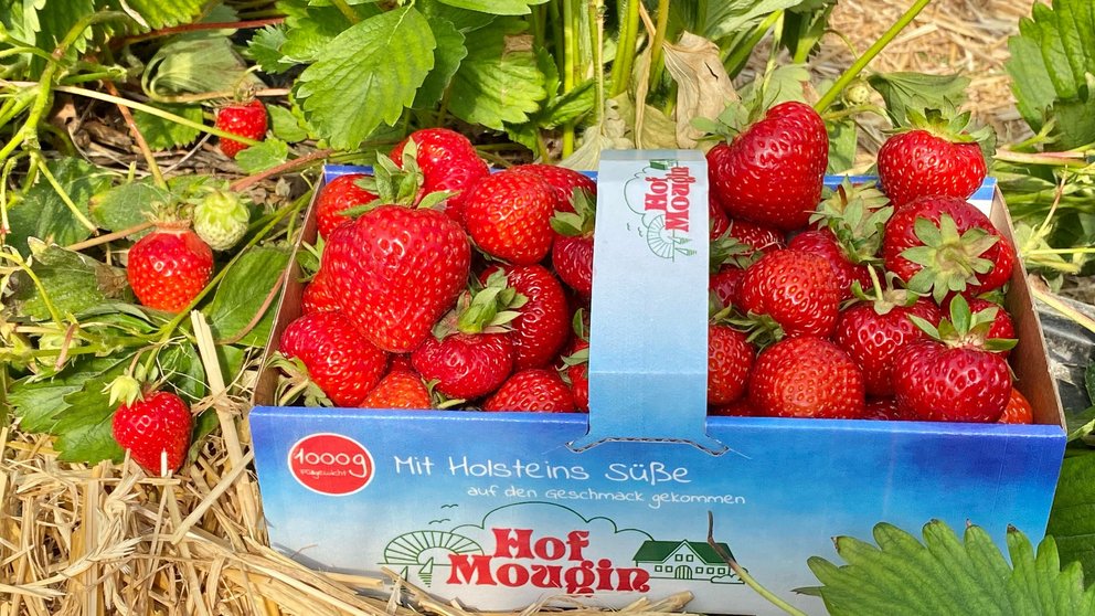 Gefüllter Erdbeerkilokorb aus Papier steht auf Stroh zwischen Erdbeerreihen auf Feld, bedruckt ist er mit dem Logo vom Hof Mougin