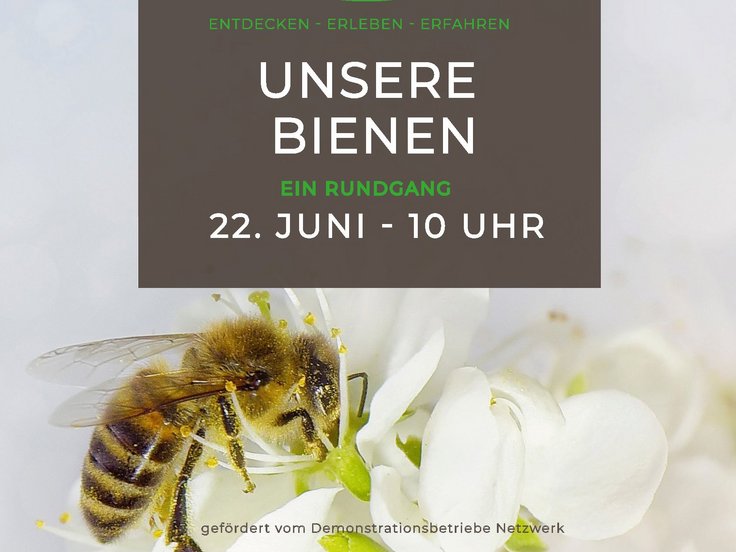 Im Hintergrund eine Honigbiene, die gerade an einer weißen Blüte vor weißem Hintergrund Pollen und Nektar sammelt, darauf gedruckt das Logo vom Hof Dannwisch und die Wörter Entdecken, erleben, erfahren, Unsere Bienen, Ein Rundgang, 22. Juni 10 Uhr, gefördert vom Demonstrationsbetriebe Netztwerk