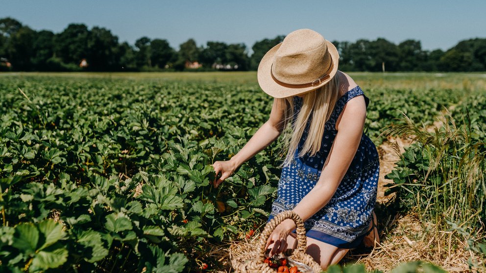 Person mit Kleid und Sonnenhut kniet in Strohgasse zwischen Erdbeerpflanzen auf Feld und plfückt Erdbeeren in einen Weidenkorb, der vor ihr steht